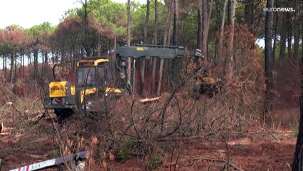 Incendies géants été 2022 : faire renaître les forêts françaises de leurs cendres