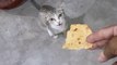 cat standing eat Papad  in India ,   Cute cat standing on two legs wants to eat Papad