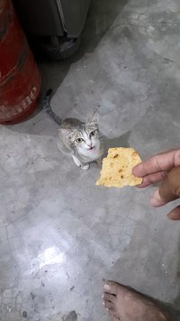 cat standing eat Papad in India , Cute cat standing on two legs wants to eat Papad