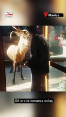 Restoran Şefinin Geyikle Muhabbeti Güldürdü