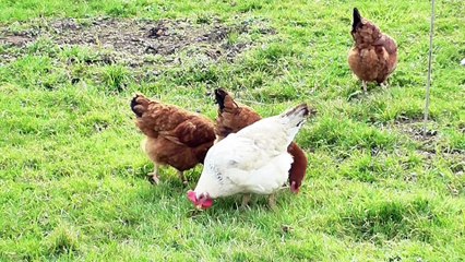 Video ayam sedang makan
