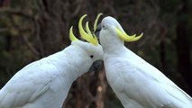 Big white birds caressing each other