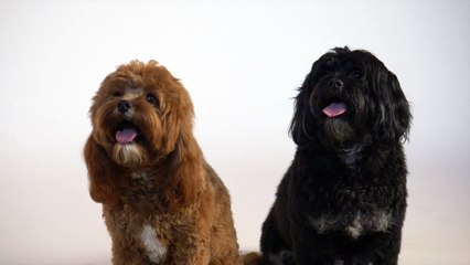 Two puppies side by side, Two puppies side by side with their tongues out.