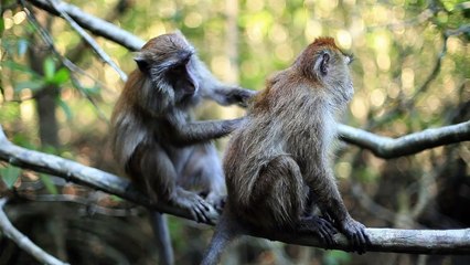 Two monkeys on a tree in the jungle
