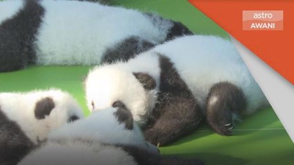 Anak Panda | 13 beruang panda buat penampilan pertama di China