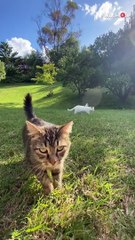 The heartwarming tale of a girl searching for a friend for her sad & lonely duck