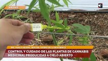 Control y cuidado de las plantas de cannabis medicinal producidas a cielo abierto