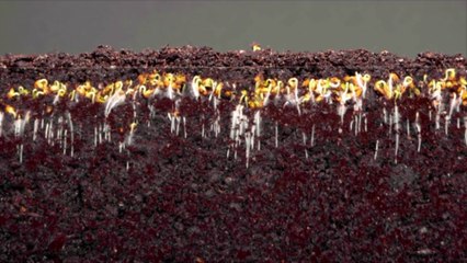 California Becomes 5th State To Legalize Human Composting