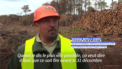 France: à La Teste-de-Buch, la forêt publique se refait une beauté après les incendies