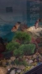 Fish - relaxing video