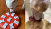 'Tippy Taps' - Cute dog starts tap dancing after getting surprised with a food puzzle