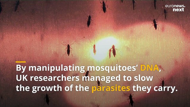 Scientists are manipulating the DNA of mosquitoes to fight the spread of malaria