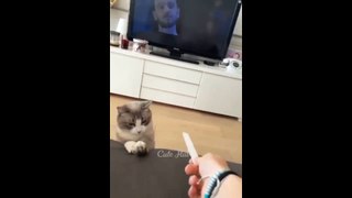 Comedy video | funny video | funny clip| funny cat video | funny dog video