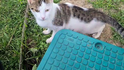 It's hard not to admire the sweetness of this cute cat.