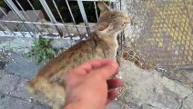 The stray cat with its tail cut off is incredibly cute._4