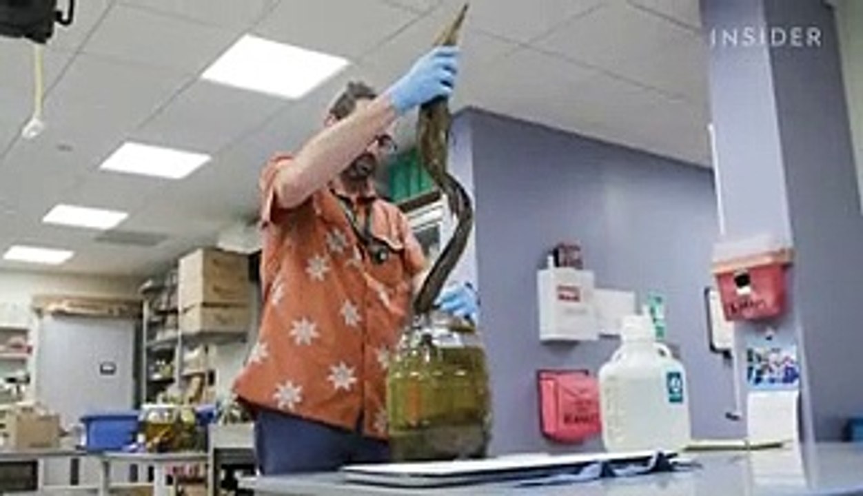 Why 11 million embalmed specimens are stored in the Field Museum's basement