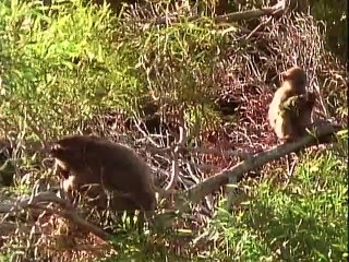 Tarzan (1991) Staffel 1 Folge 15 HD Deutsch