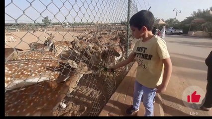 Deer Farm Buraidah. An Amazing place to visit. حديقة الغزلان والمها