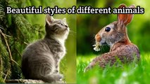 Beautiful styles of different animals | Funny animals | funny content
