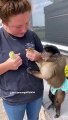 Surprise in the chicken coop today!! #breakingnews  #capuchins #family #monkey #pets #gaitlynrae