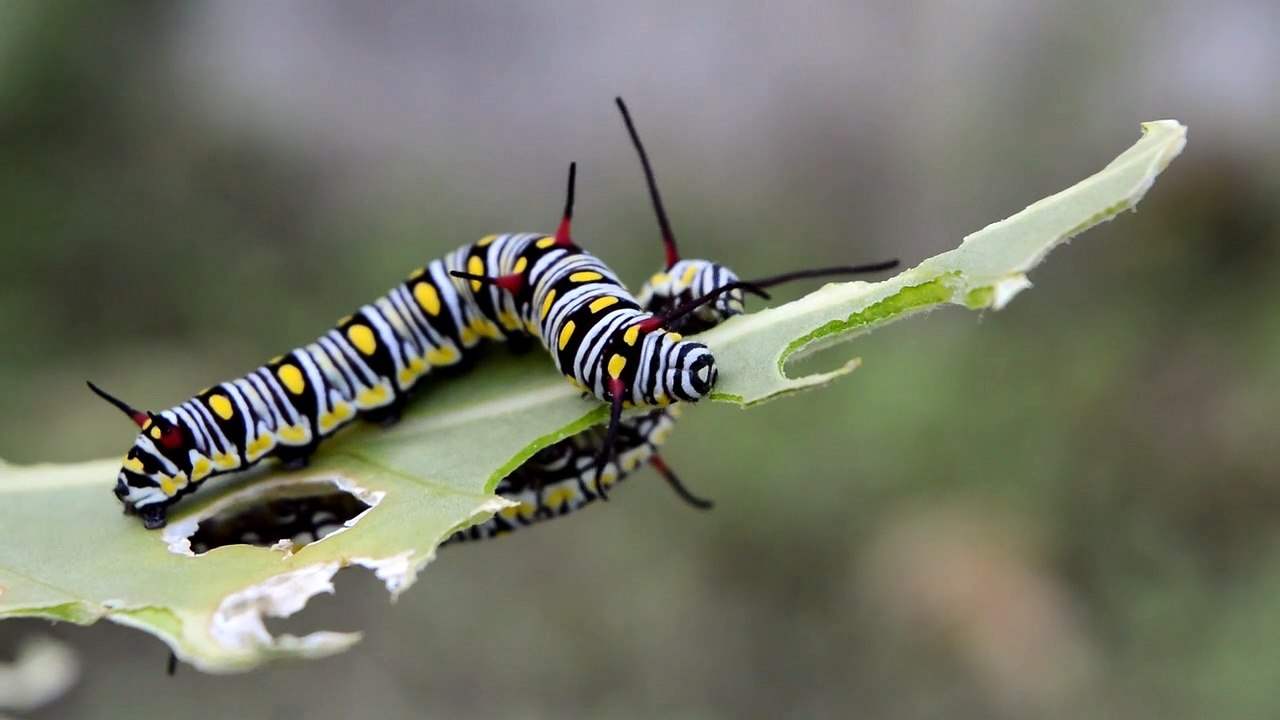 Caterpillar 