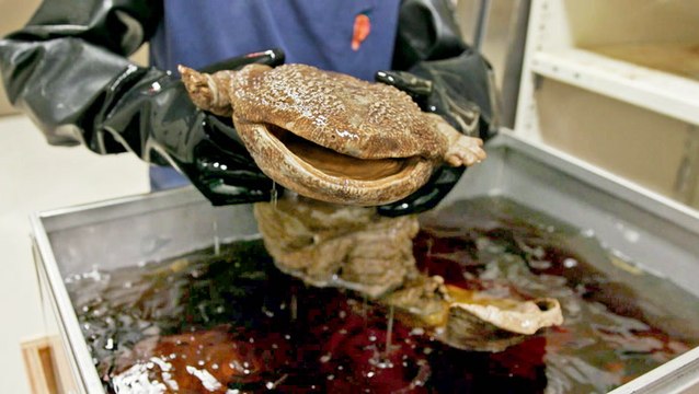 Why 11 million embalmed specimens are stored in the Field Museum's basement