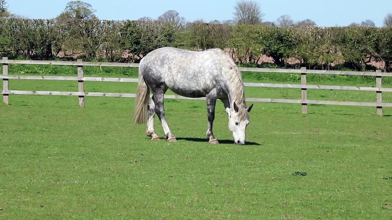 So cute and beautiful White Horse