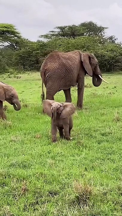 Cute elephant playing video