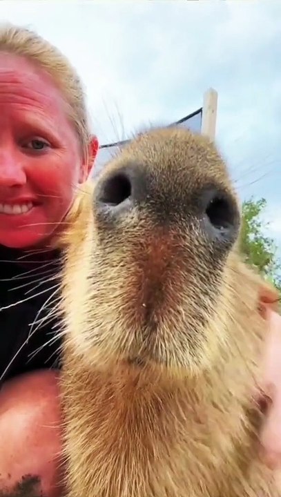 When your dog is more funnier than you • funny dog video
