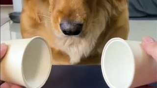 When your dog is more funnier than you • funny dog video