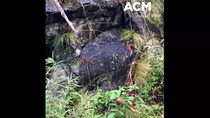 Slugs at Kaputar - September 29, 2022 - Northern Daily Leader