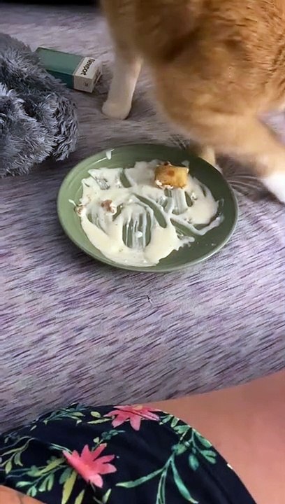 Mon chat n'était pas content de mon choix de nourriture - Buzz Buddy