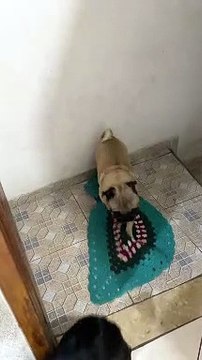 Polite Pug Wipes Paws Before Going Inside