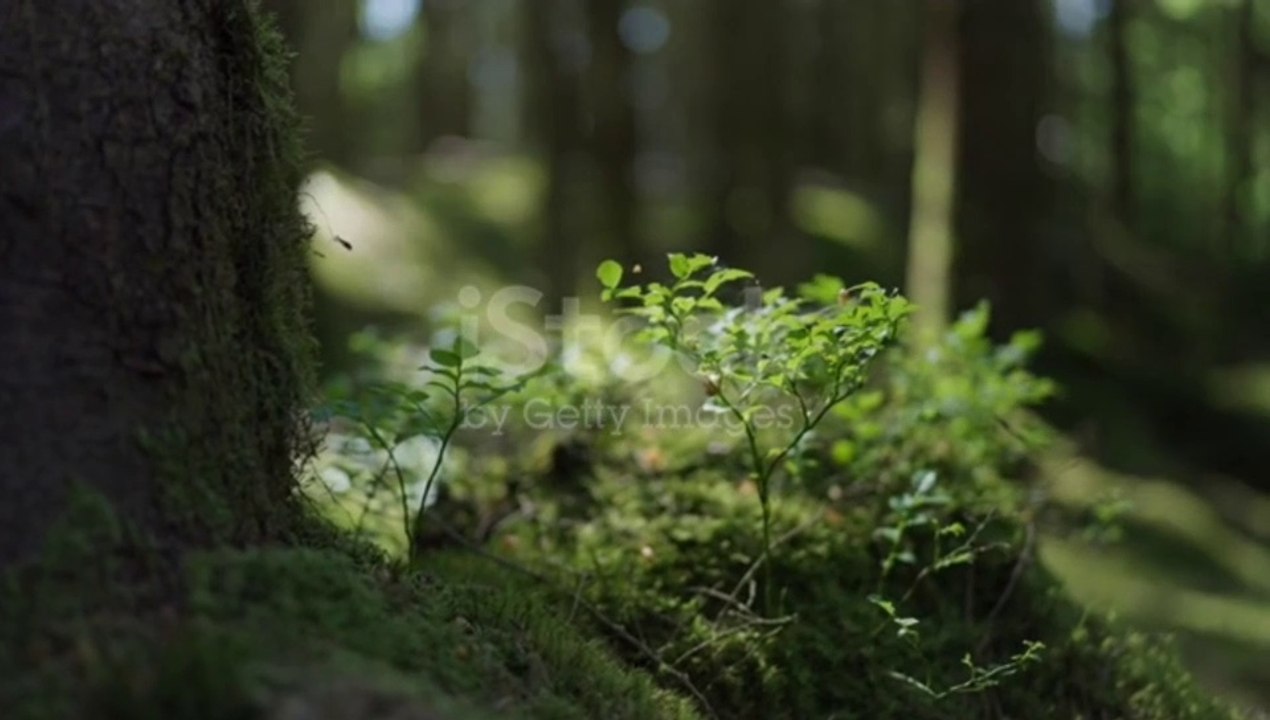 Relexing music video mind fresh videos