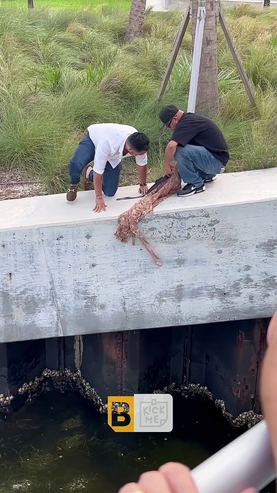 Sauvetage d'un écureuil tombé à la mer - Buzz Buddy