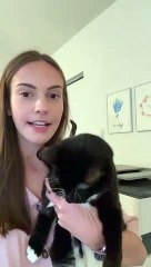 Kitty chat scanne - Buzz Buddy