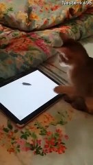 Smart cat joue au jeu vidéo de la souris - Buzz Buddy