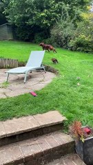 Kitty poursuit un chien dans la cour - Buzz Buddy