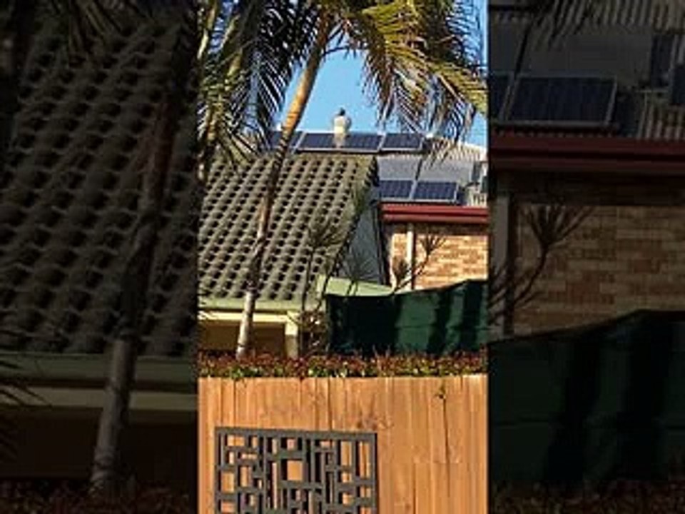 Kookaburra est assis sur un évent en rotation - Buzz Buddy