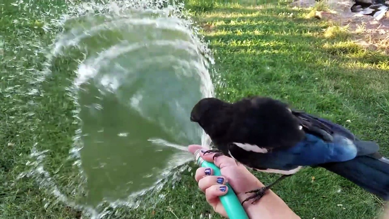 La pie amicale prend un bain - Buzz Buddy