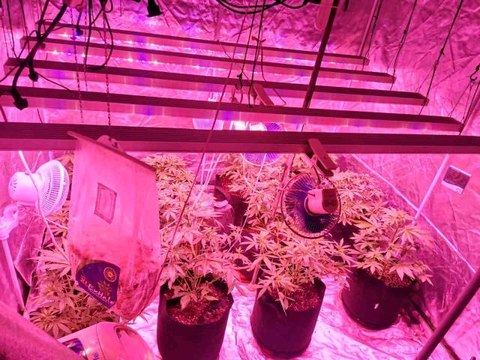 Uyuşturucu yetiştirmek için evini seraya çevirmiş