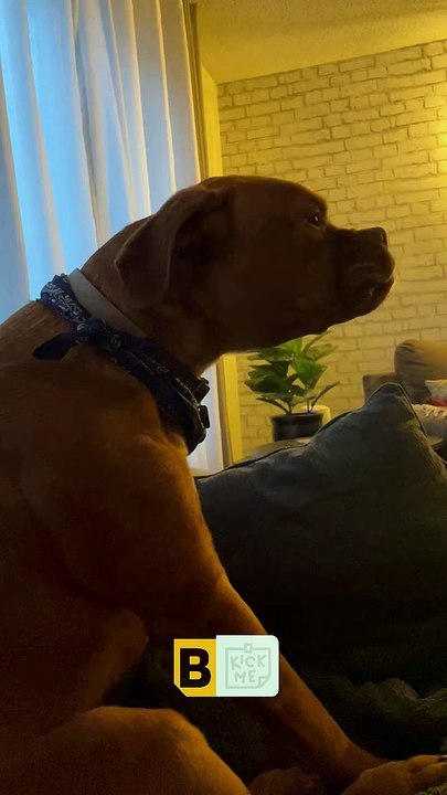 Hurlement de chien dramatique - Buzz Buddy