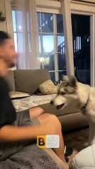 Ne faites pas de fausses promesses à un husky - Buzz Buddy