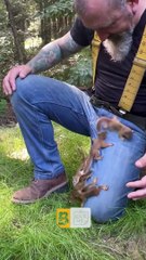 Des bébés écureuils roux affamés grimpent partout sur l'homme - Buzz Buddy