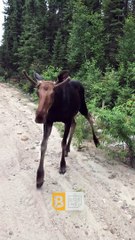 Rencontre rapprochée avec un jeune orignal mâle - Buzz Buddy