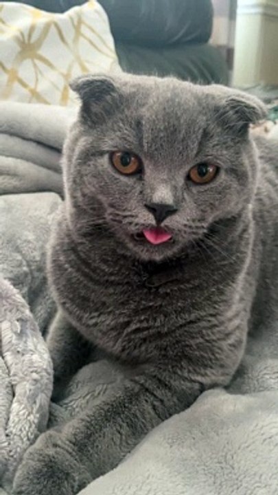 Oddball Kitty lèche l'air - Buzz Buddy