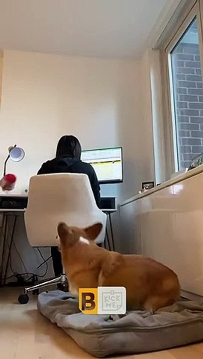 Le chien essaie de jouer à la balle pendant les heures de travail - Buzz Buddy