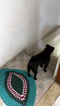 Polite Pug Wipes Paws Before Going Inside