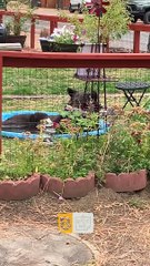 Salons d'ours dans la piscine pour enfants - Buzz Buddy