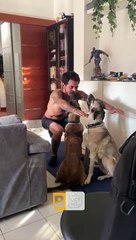 Les chiens veulent rejoindre l'entraînement - Buzz Buddy